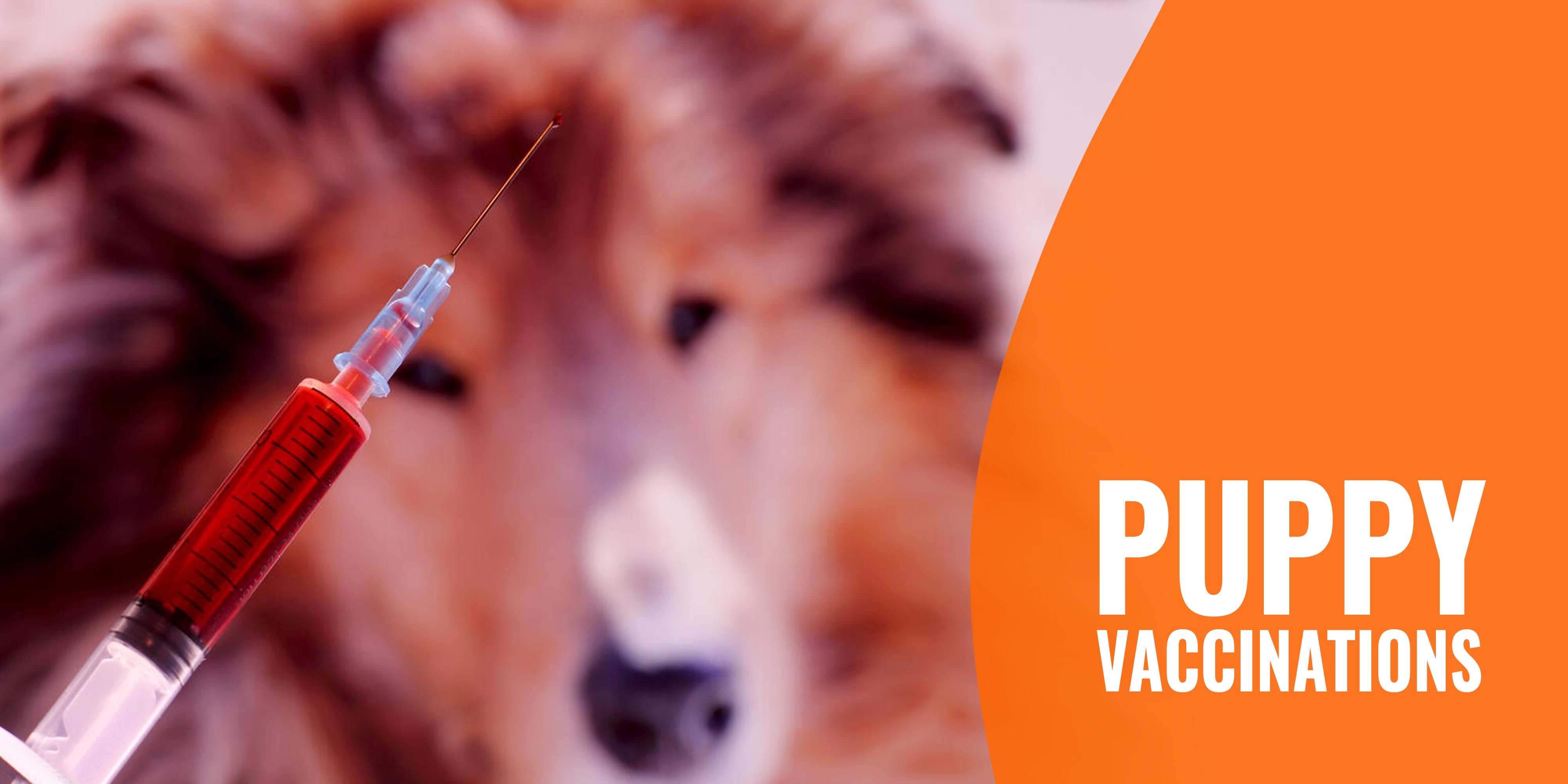 Puppy Vaccinations List of Shots, Schedule, Timeline, Prices & FAQ