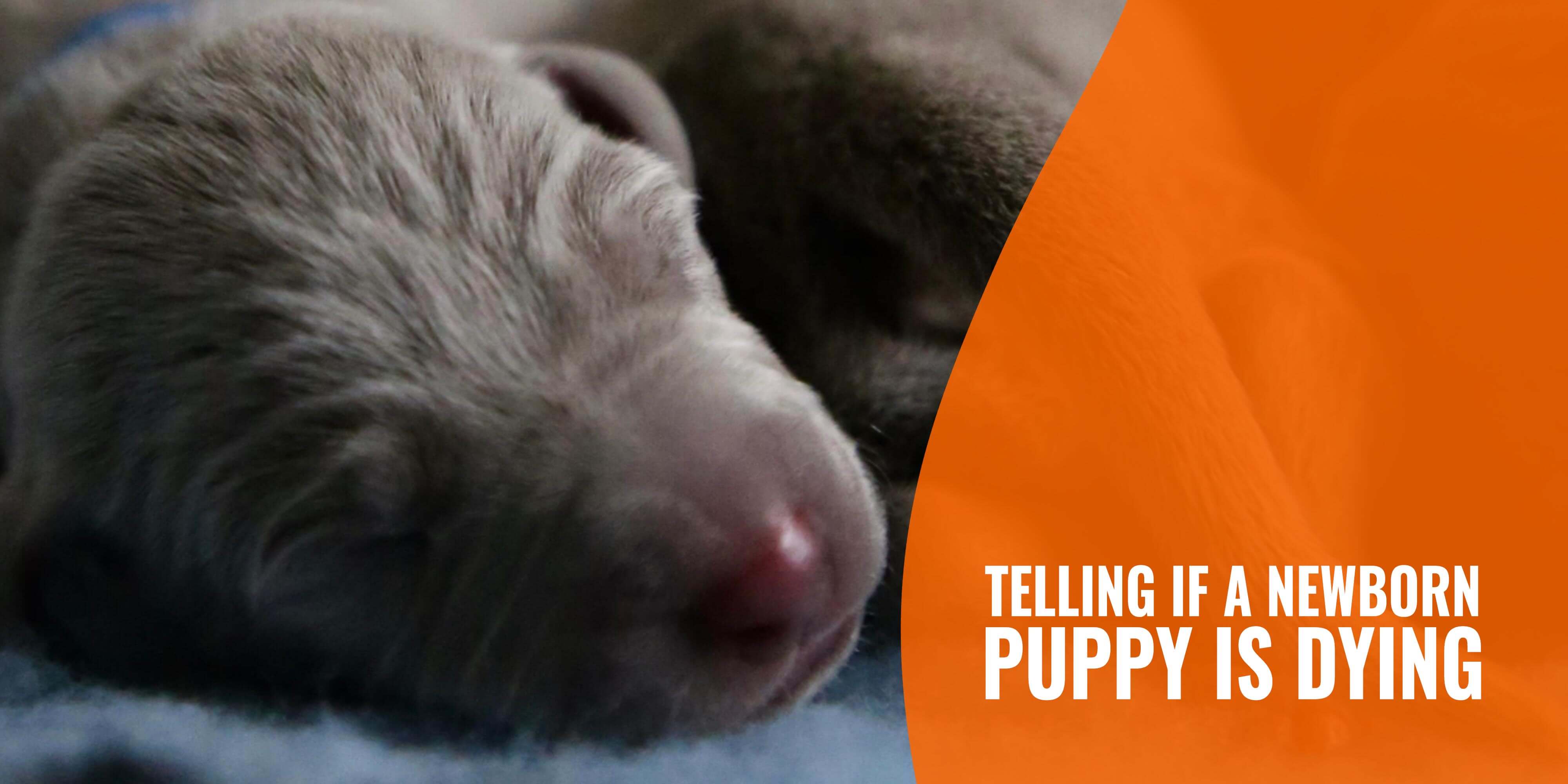 Telling If A Newborn Puppy Is Dying Signs Causes What To Do