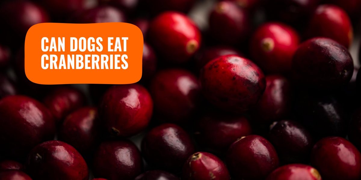 Can Dogs Eat Cranberries? Safety, Pros, Cons, Amount & FAQ