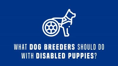 What Should Dog Breeders Do With A Disabled Puppy?