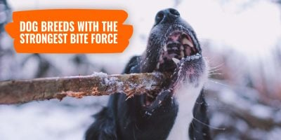 dog breeds with the strongest bite force