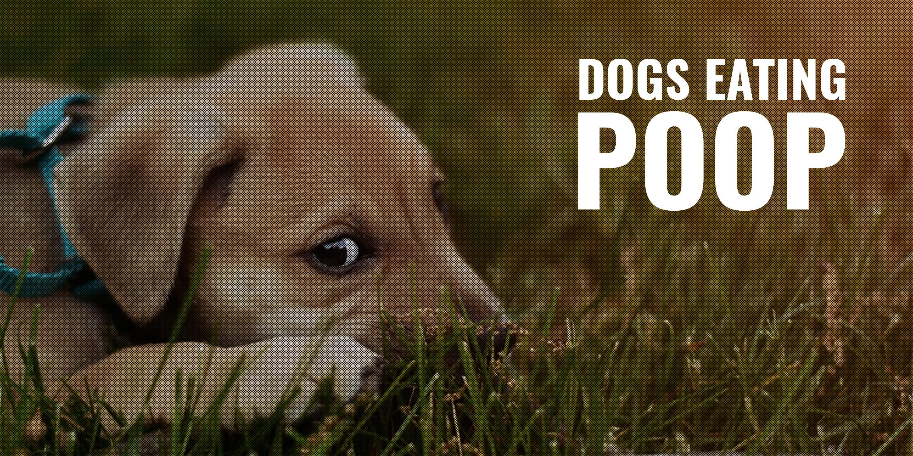 what makes a dog stop eating poop