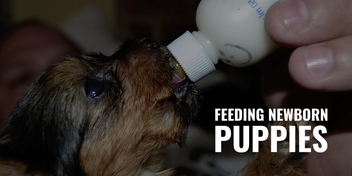 feeding-newborn-puppies-what-to-feed-schedule-burping-pooping