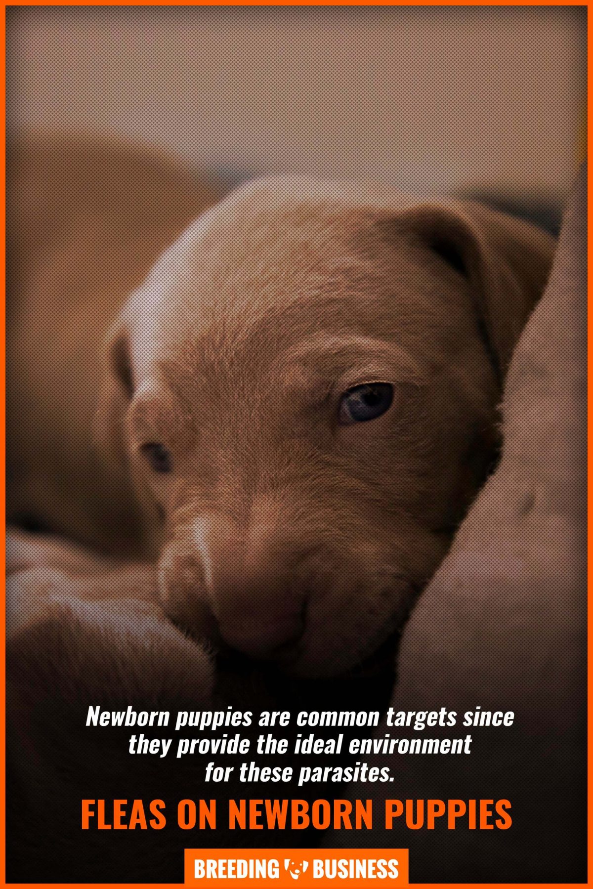 How To Get Rid Of Fleas On Newborn Puppies Treatment Faqs