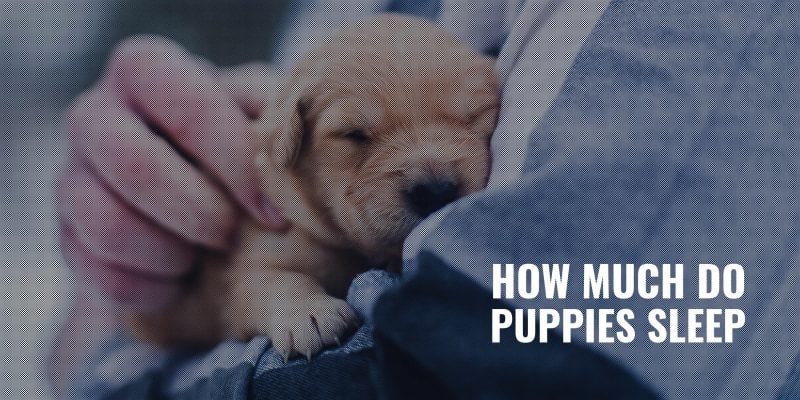 how much do puppies sleep