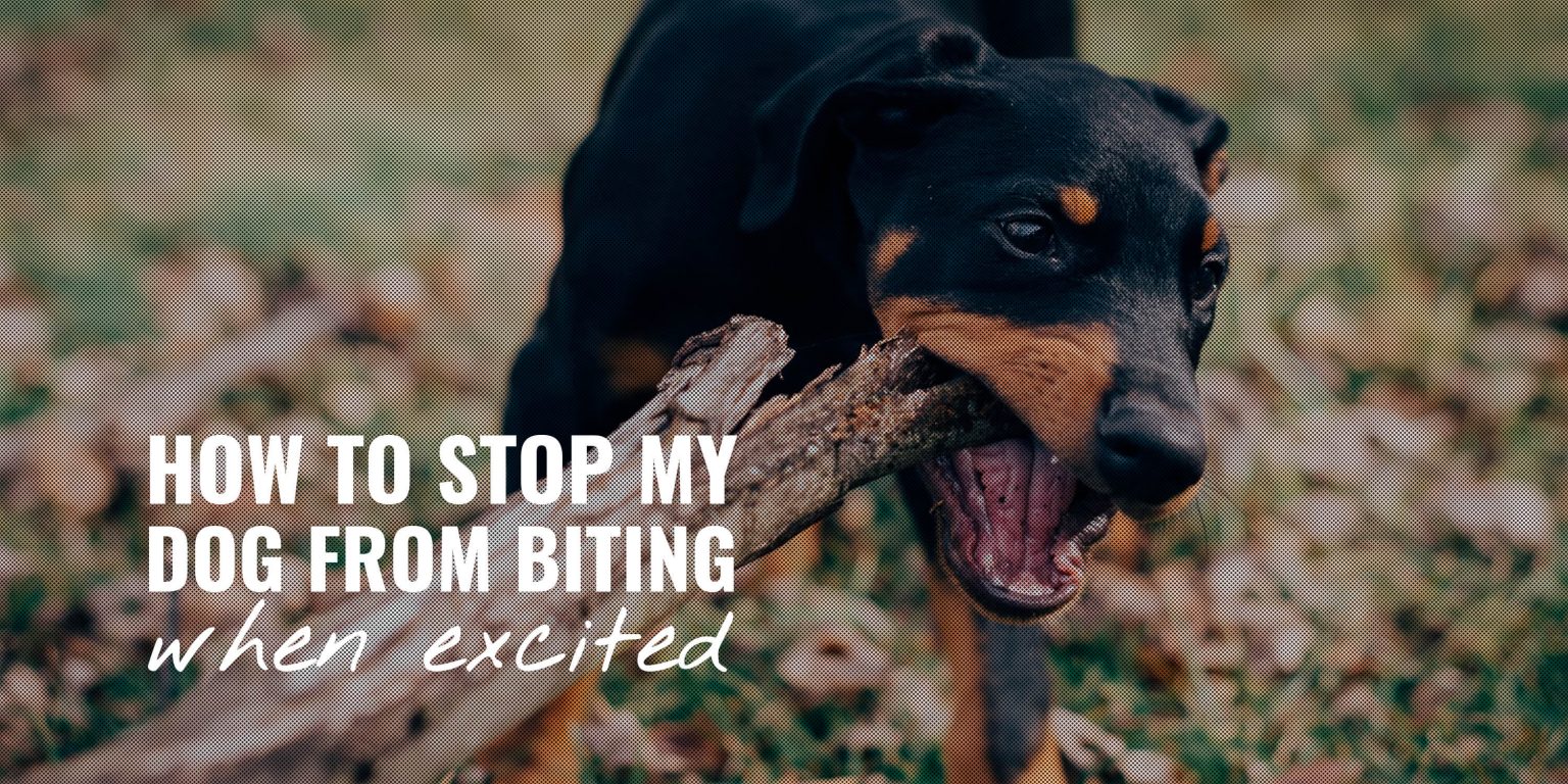 How To Stop My Dog From Biting When Excited – Causes, Help & FAQ