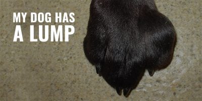 My Dog Has a Lump – Common Causes, Diagnoses & Treatments