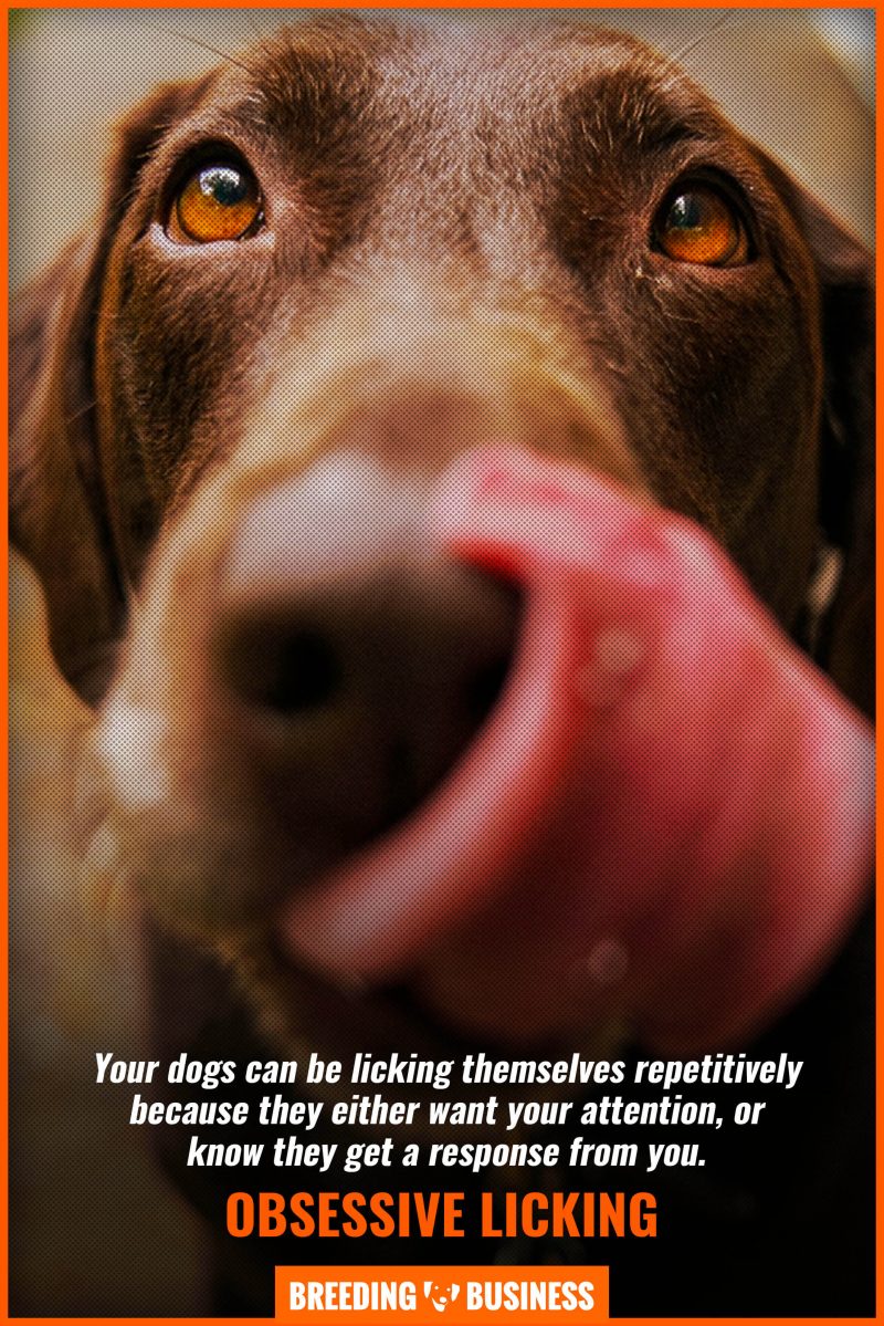 Obsessive Licking In Dogs – ELS, Health Concerns, Solutions & FAQ - Why Do Some Dogs Develop Obsessive Behavior