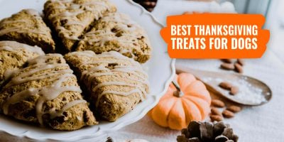 12 Best Thanksgiving Treats for Dogs