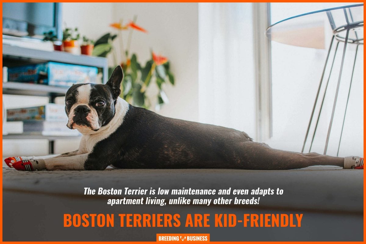 boston terriers are kid-friendly
