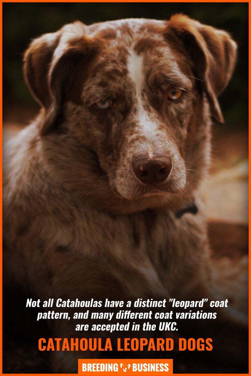 How To Breed Catahoula Leopard Dogs – History, Litter Size & FAQ