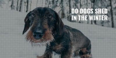 do dogs shed in the winter