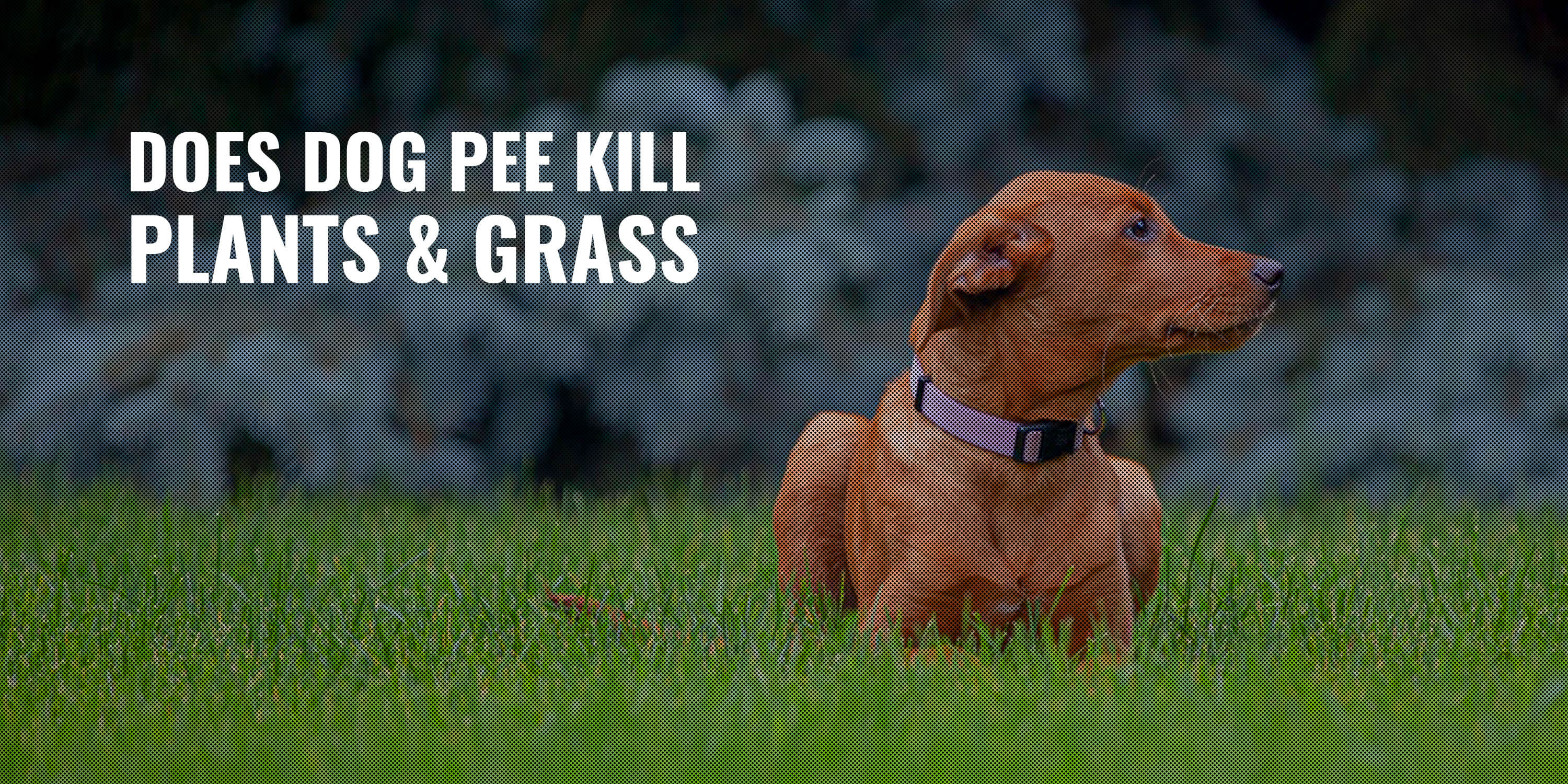 does dog pee kill plants and grass