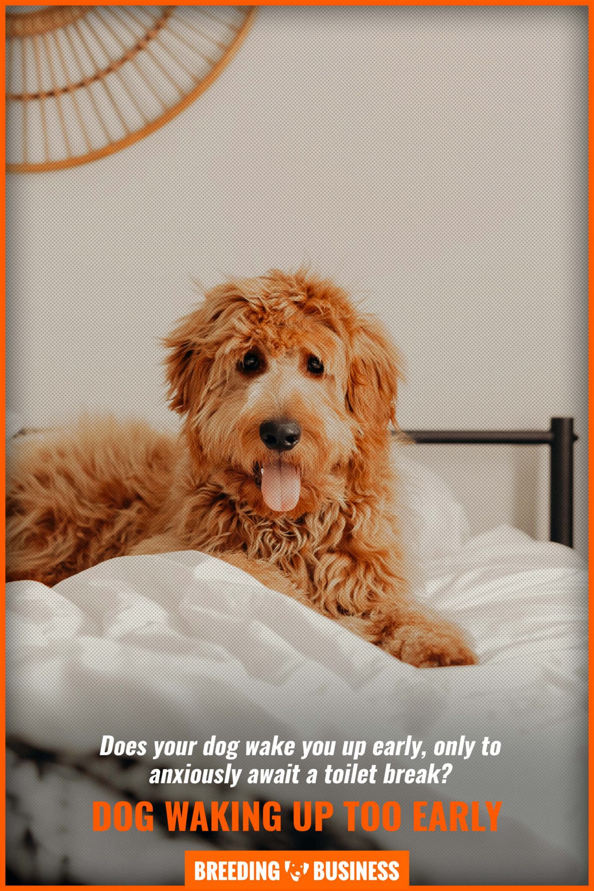 My Dog Wakes Up Too Early Why 7 Tips To Change This Habit Faq