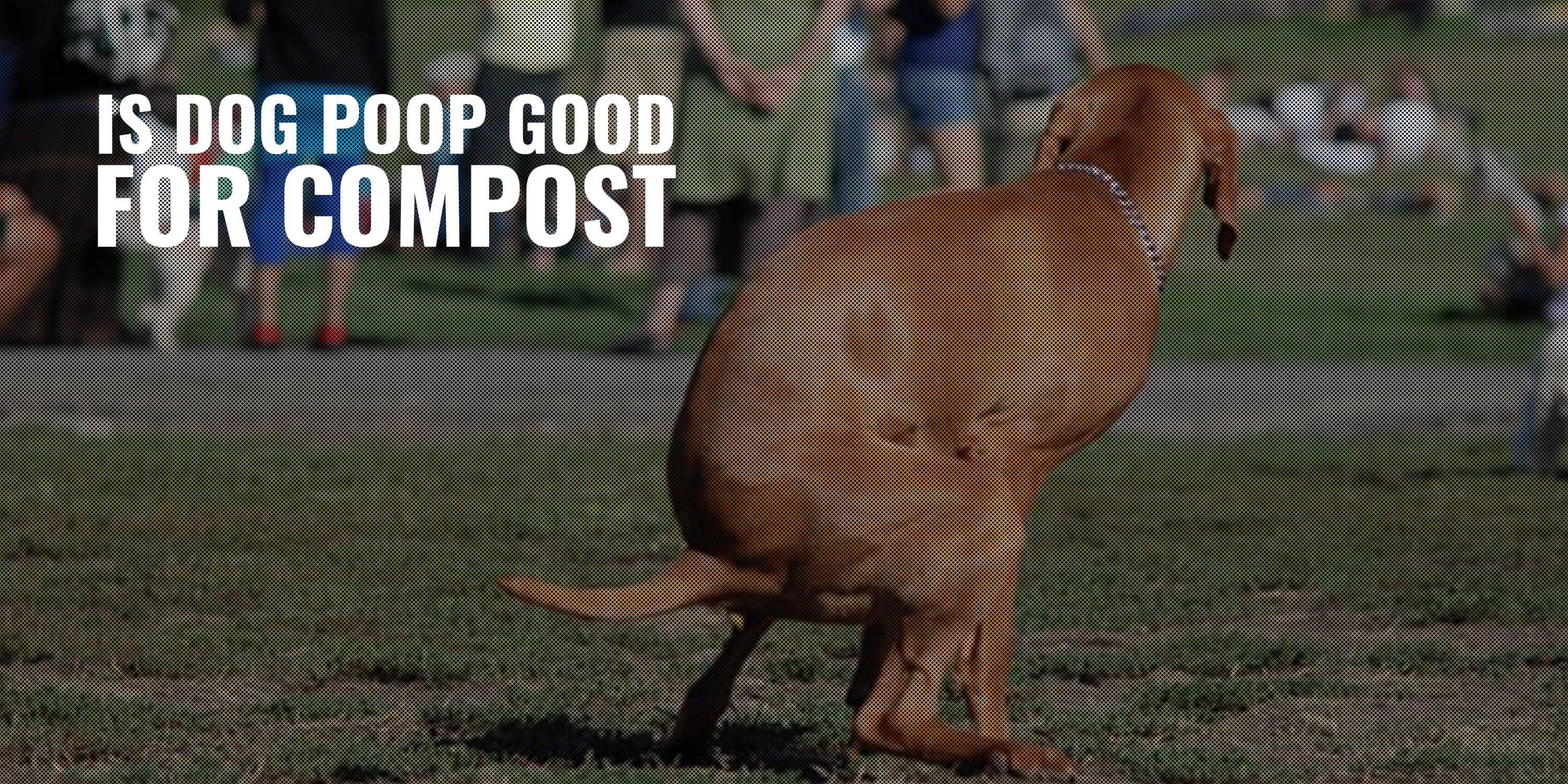 Is Dog Poop Good For Compost – Plants, Enzymes & DIY Composting