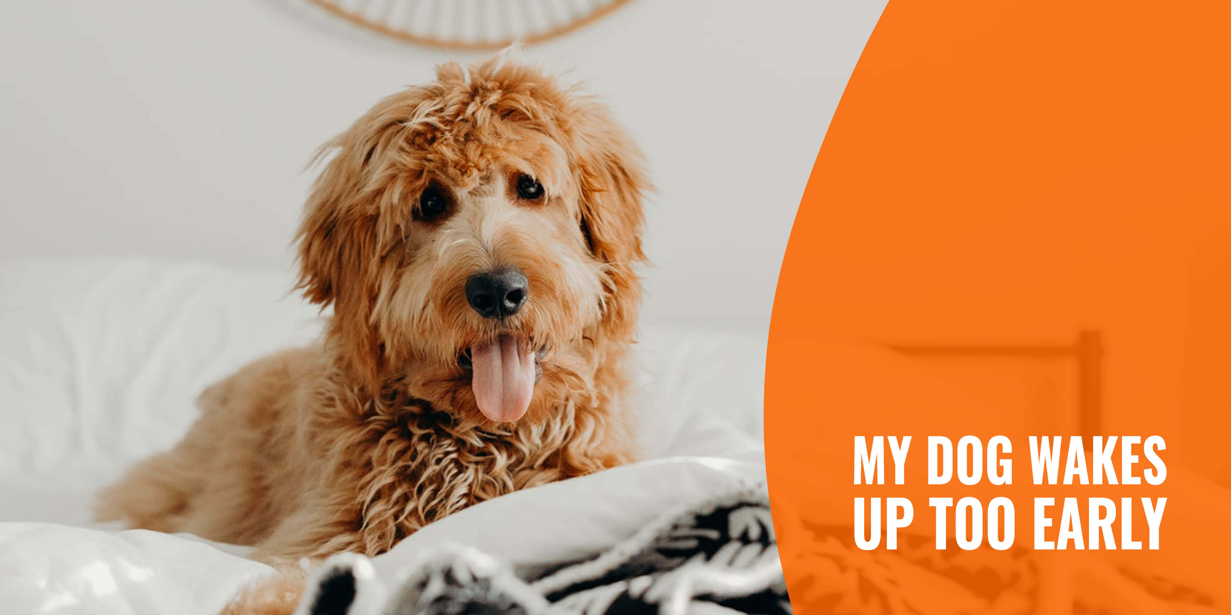My Dog Wakes Up Too Early – Why, 7 Tips to Change this Habit & FAQ