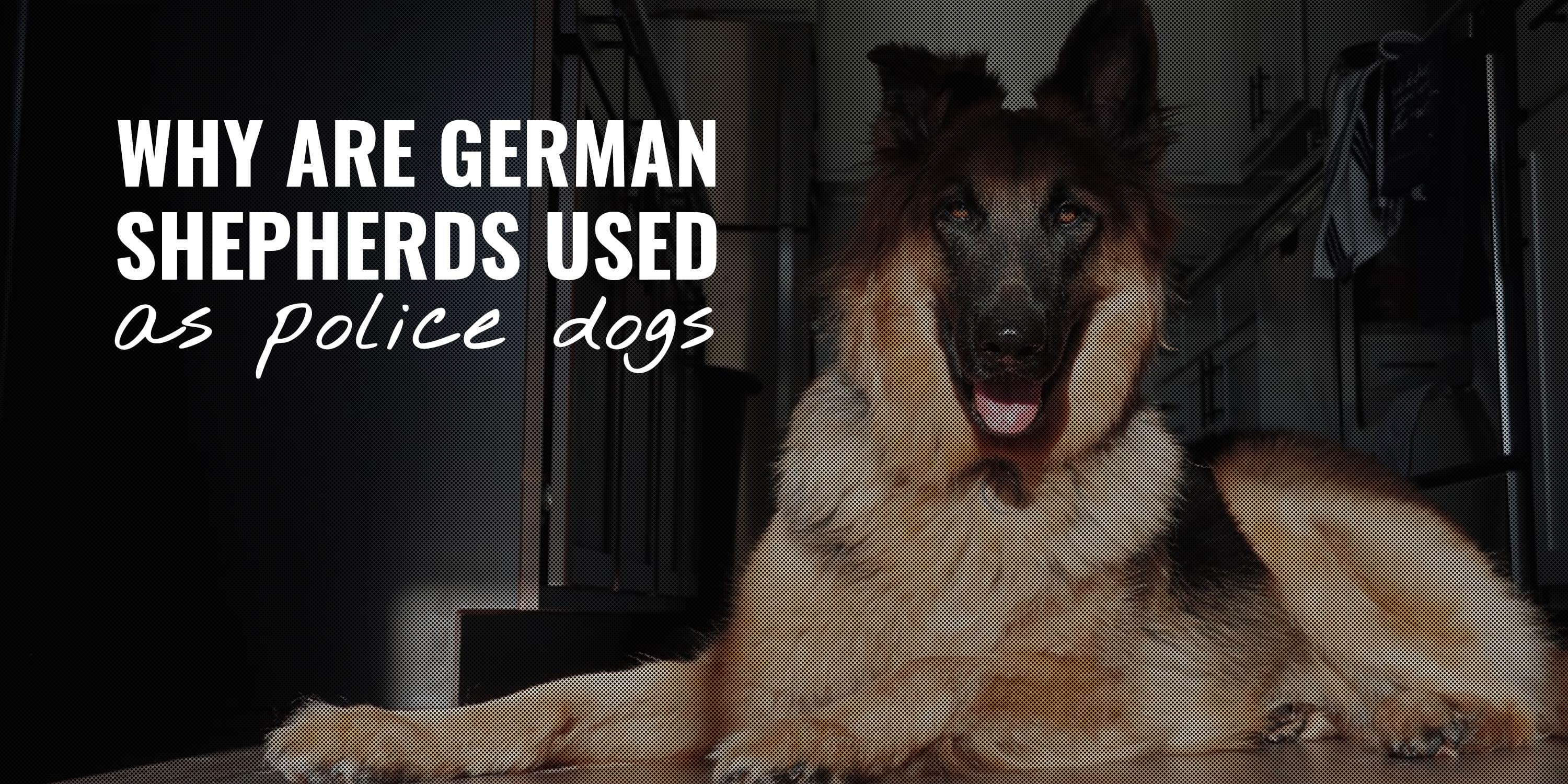 are german shepherds more aggressive