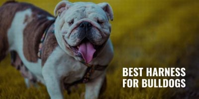 7 Best Harness For Bulldogs