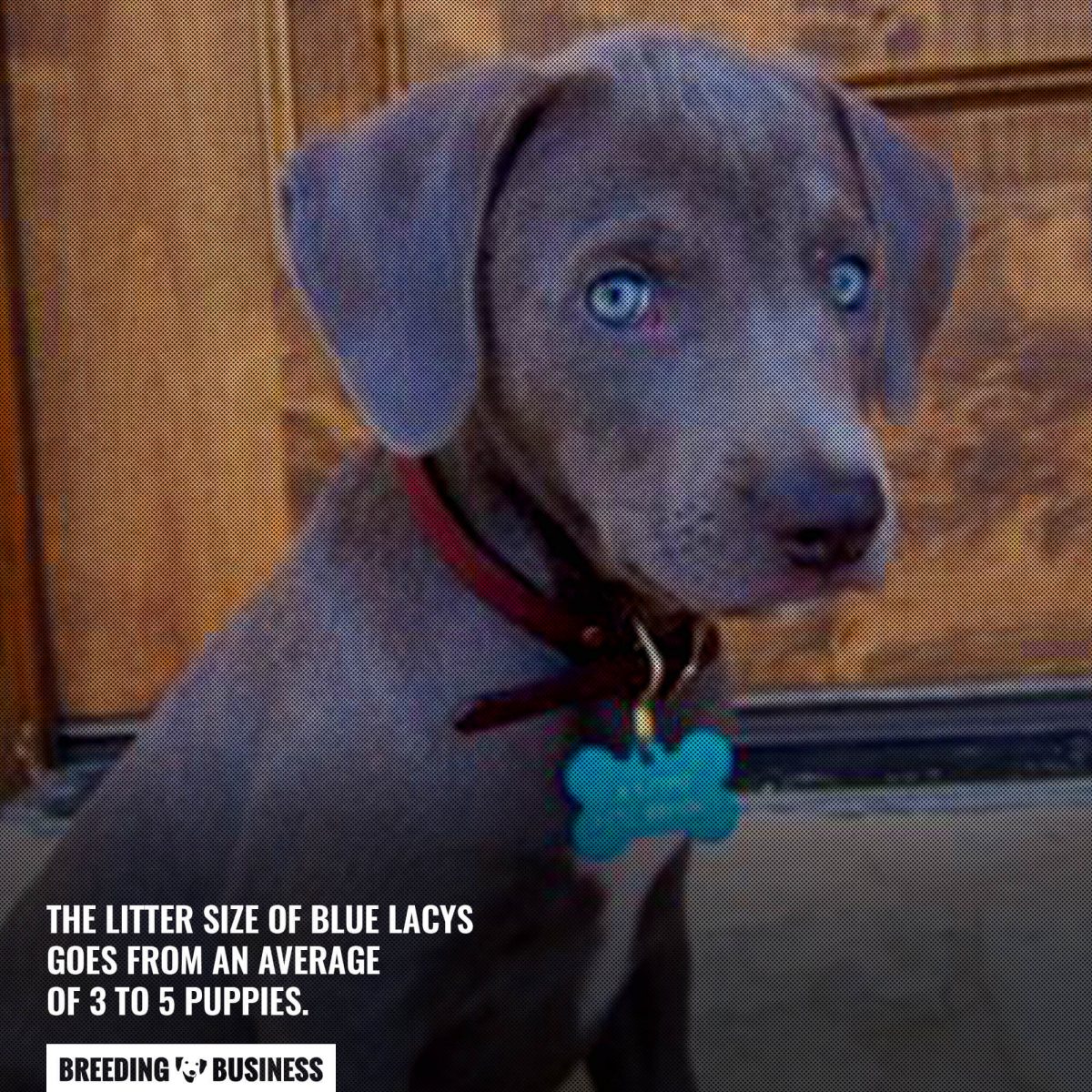 blue lacy litter size