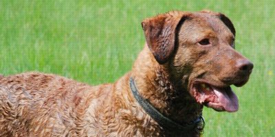 Chesapeake Bay Retriever Breed