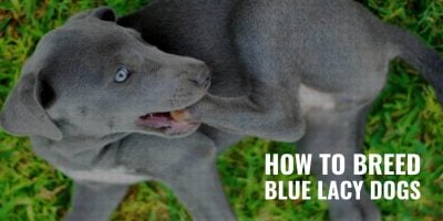 how to breed blue lacy dogs