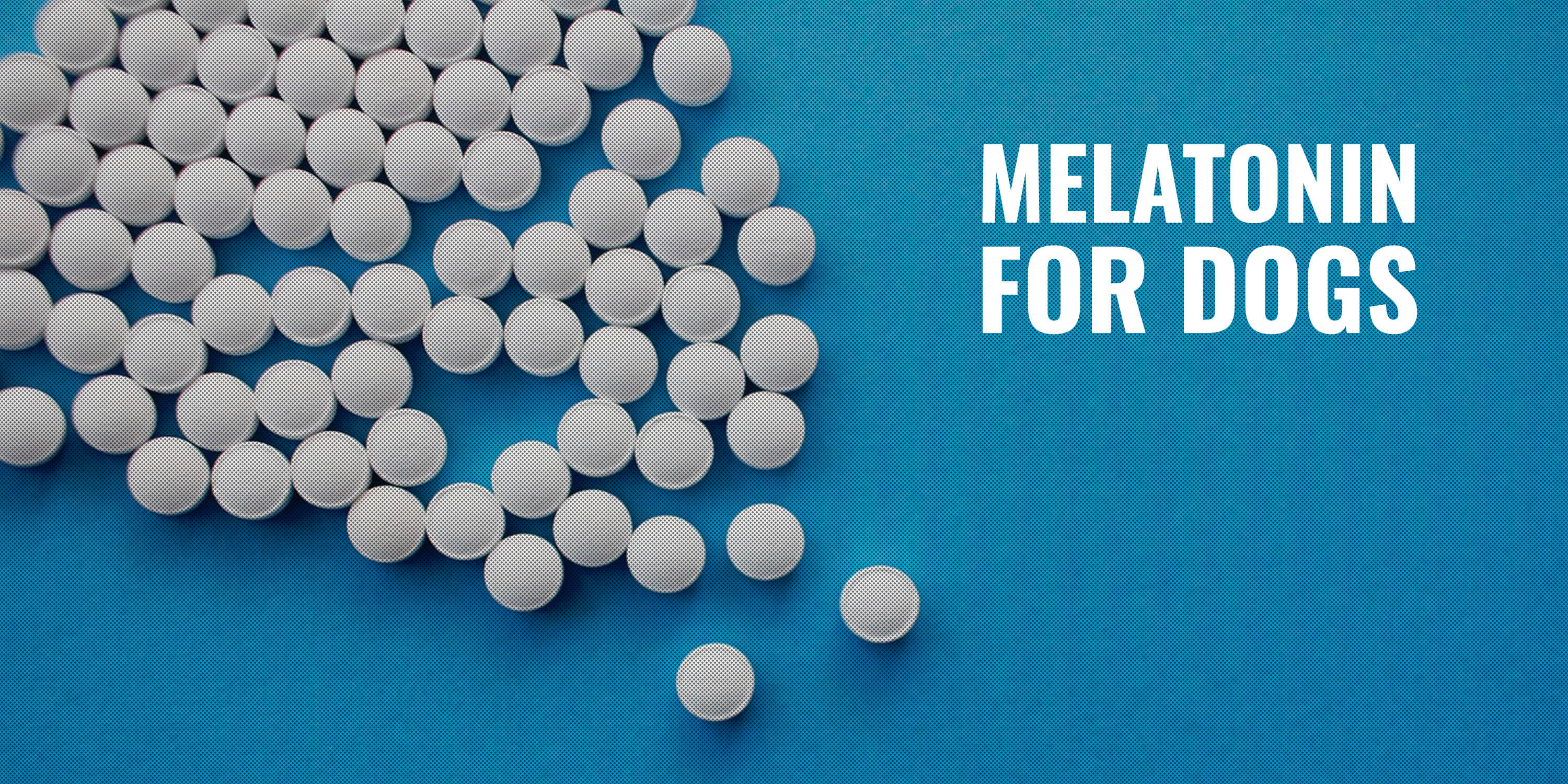 melatonin for dogs