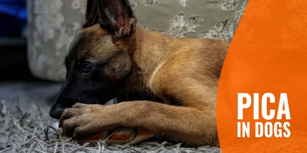 Pica in Dogs – Definition, Symptoms, Treatments, Health Risks & FAQ - Stress Related Pica In Dogs