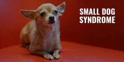 small dog syndrome