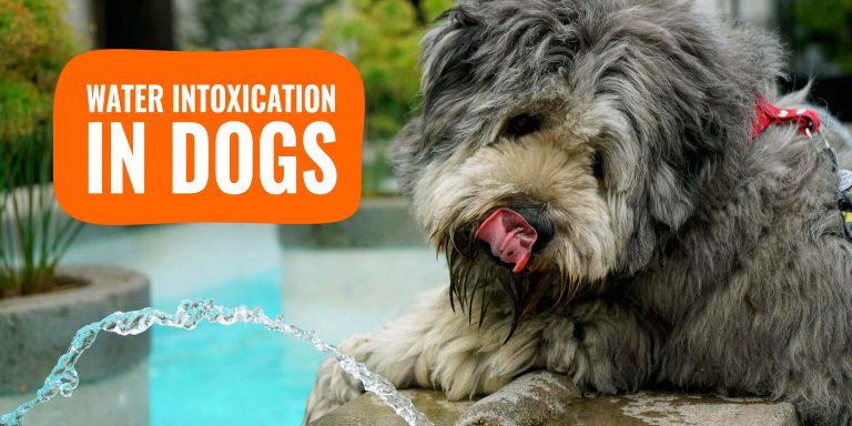 Water Intoxication in Dogs (Hyponatremia) – Causes, Symptoms & Treatments