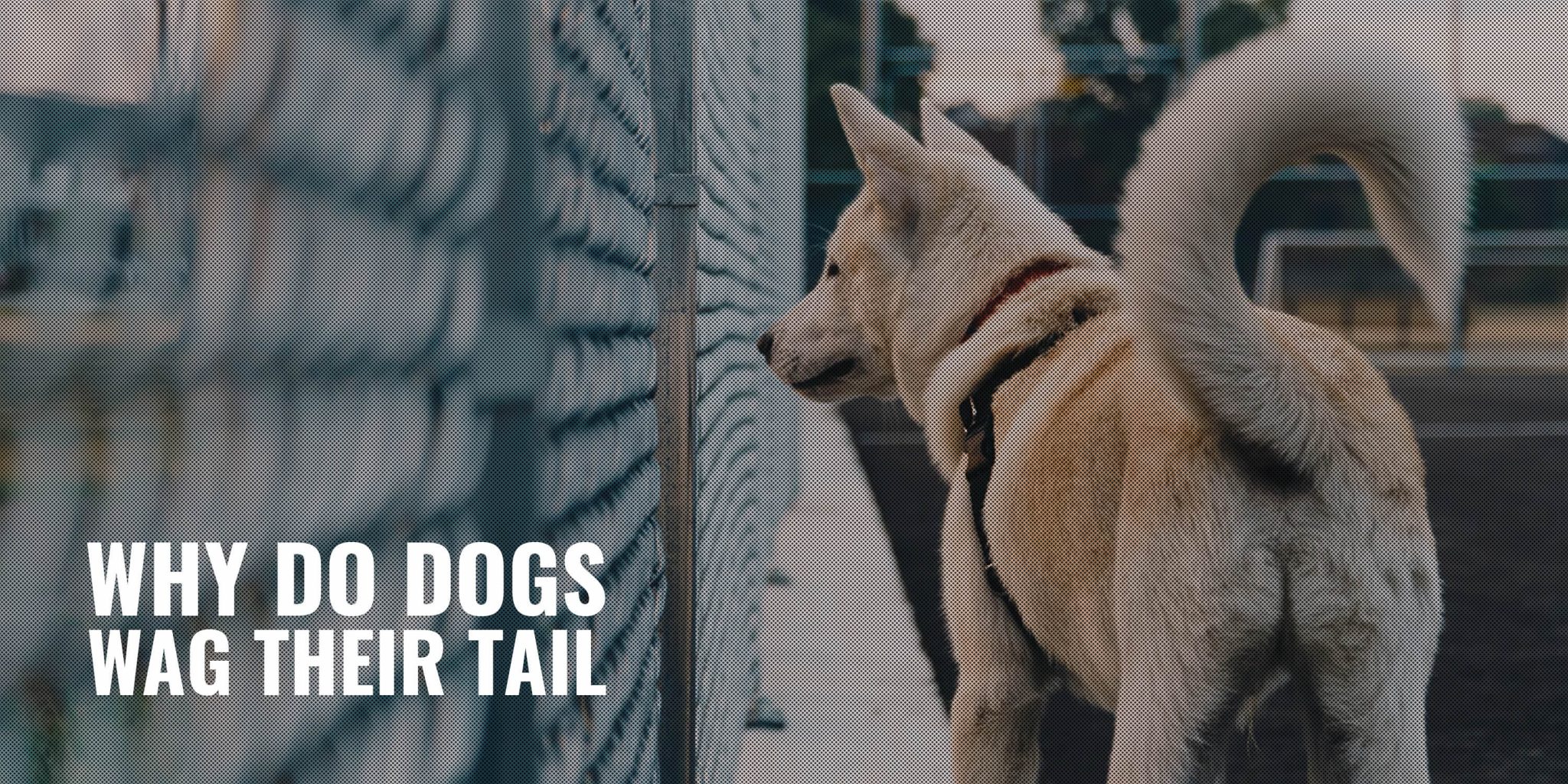 Why Do Dogs Wag Their Tails Instincts, Emotions & FAQ