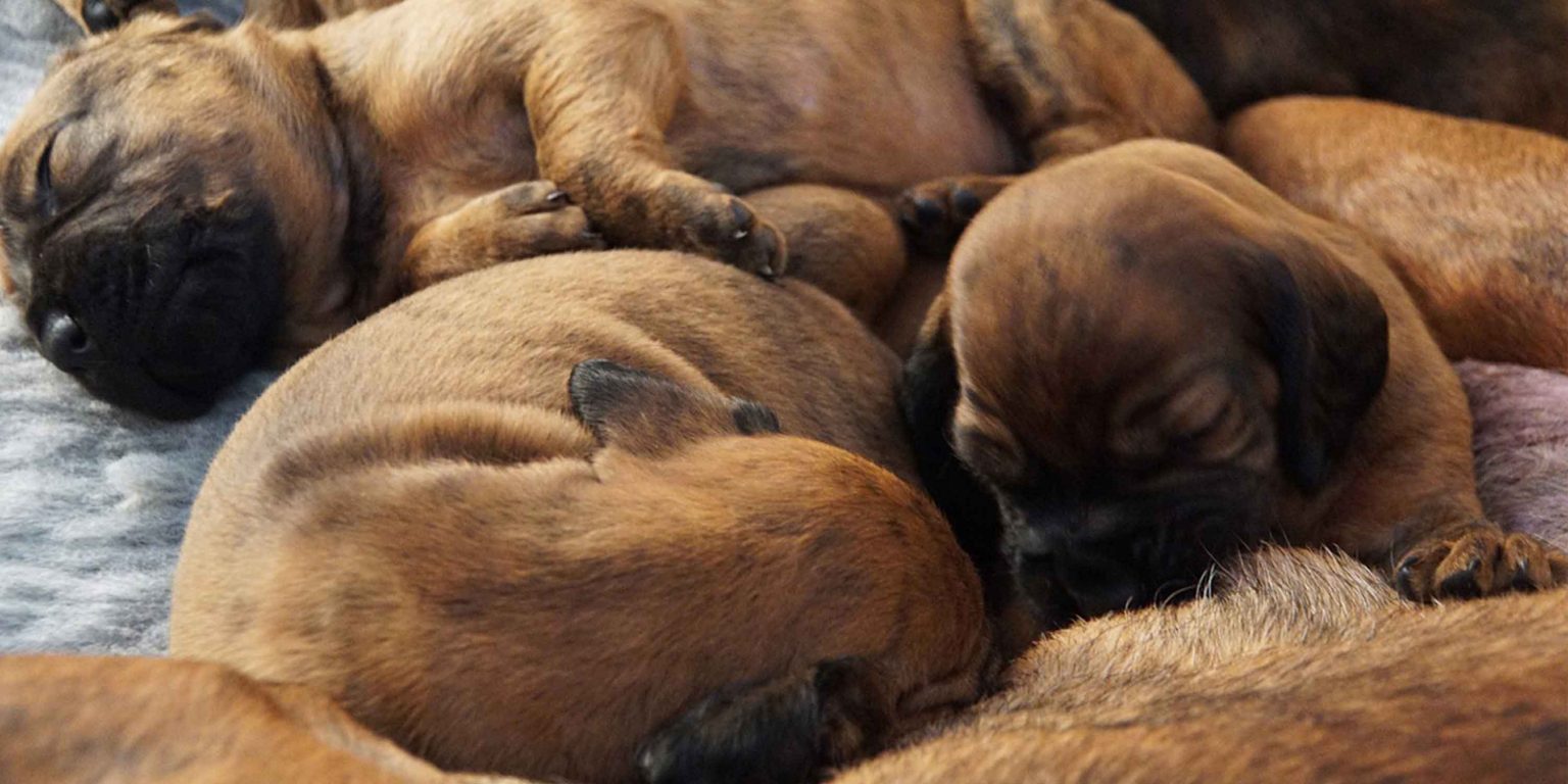 How To Care For Newborn Puppies (Right) After Delivery?