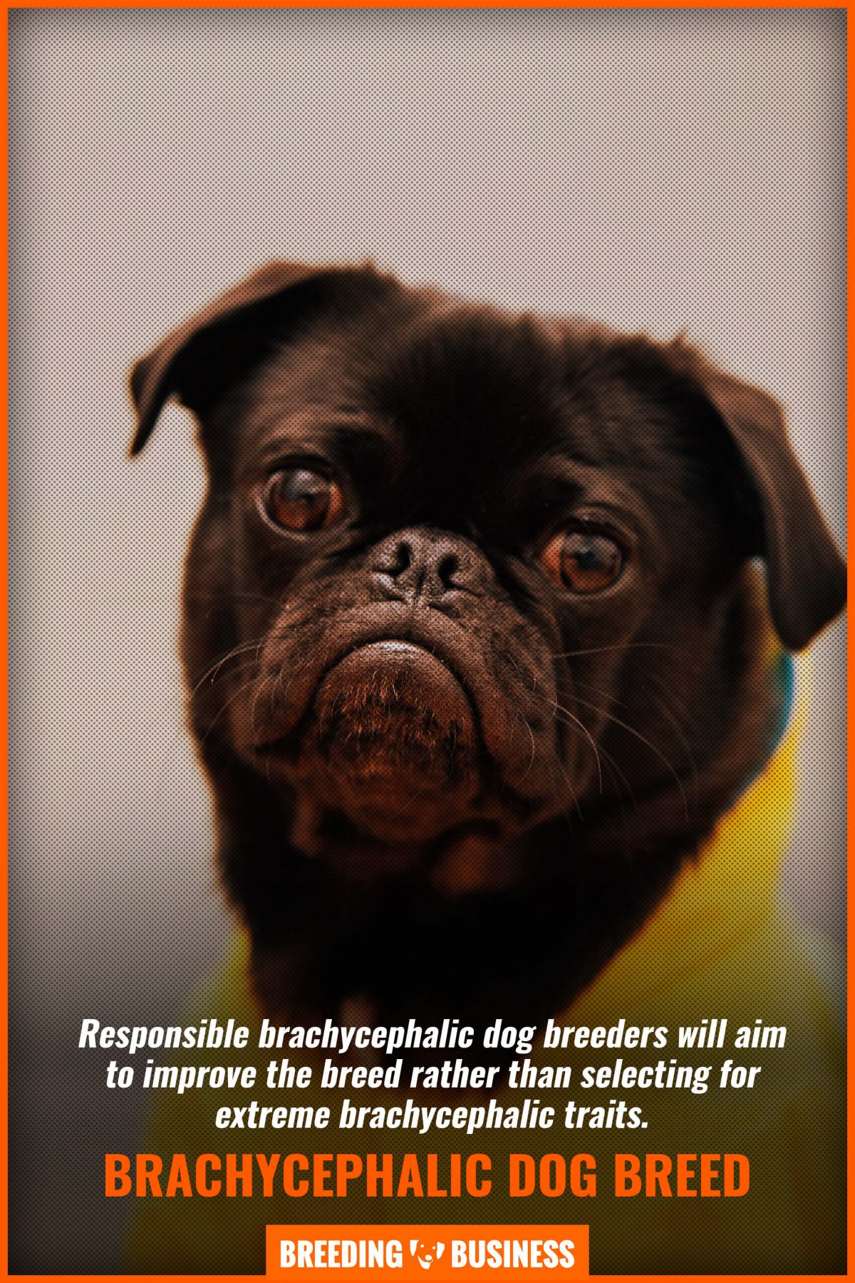 brachycephalic dog breed