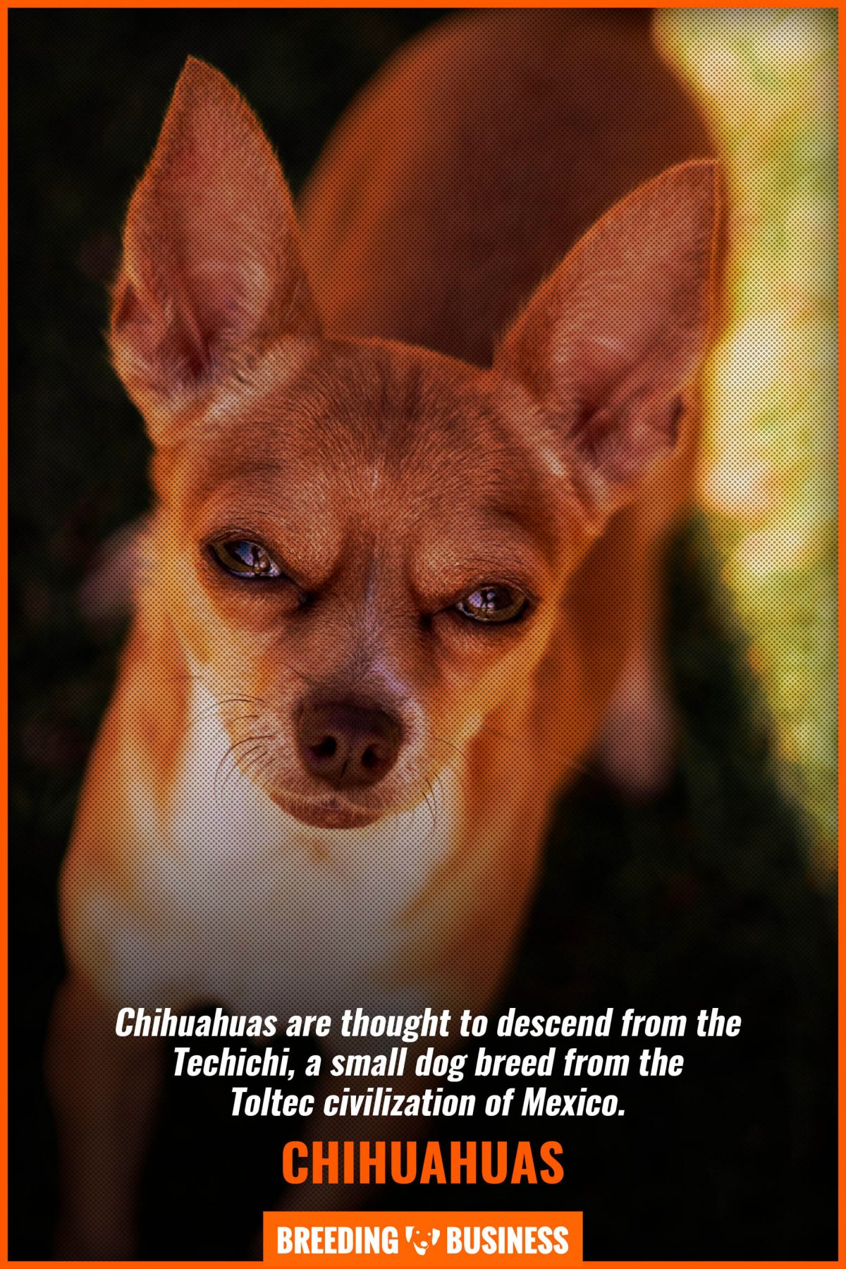 chihuahuas    