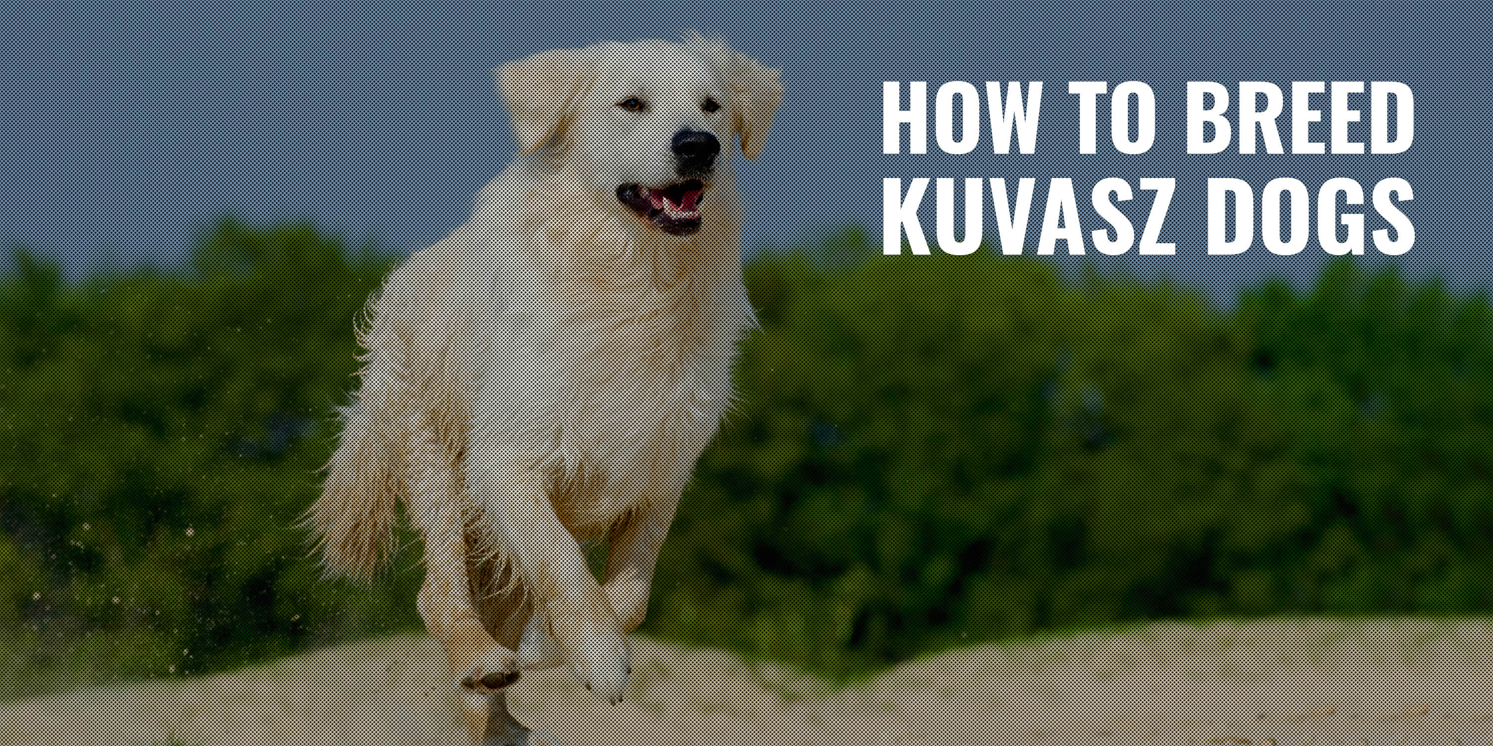 how to breed kuvasz dogs