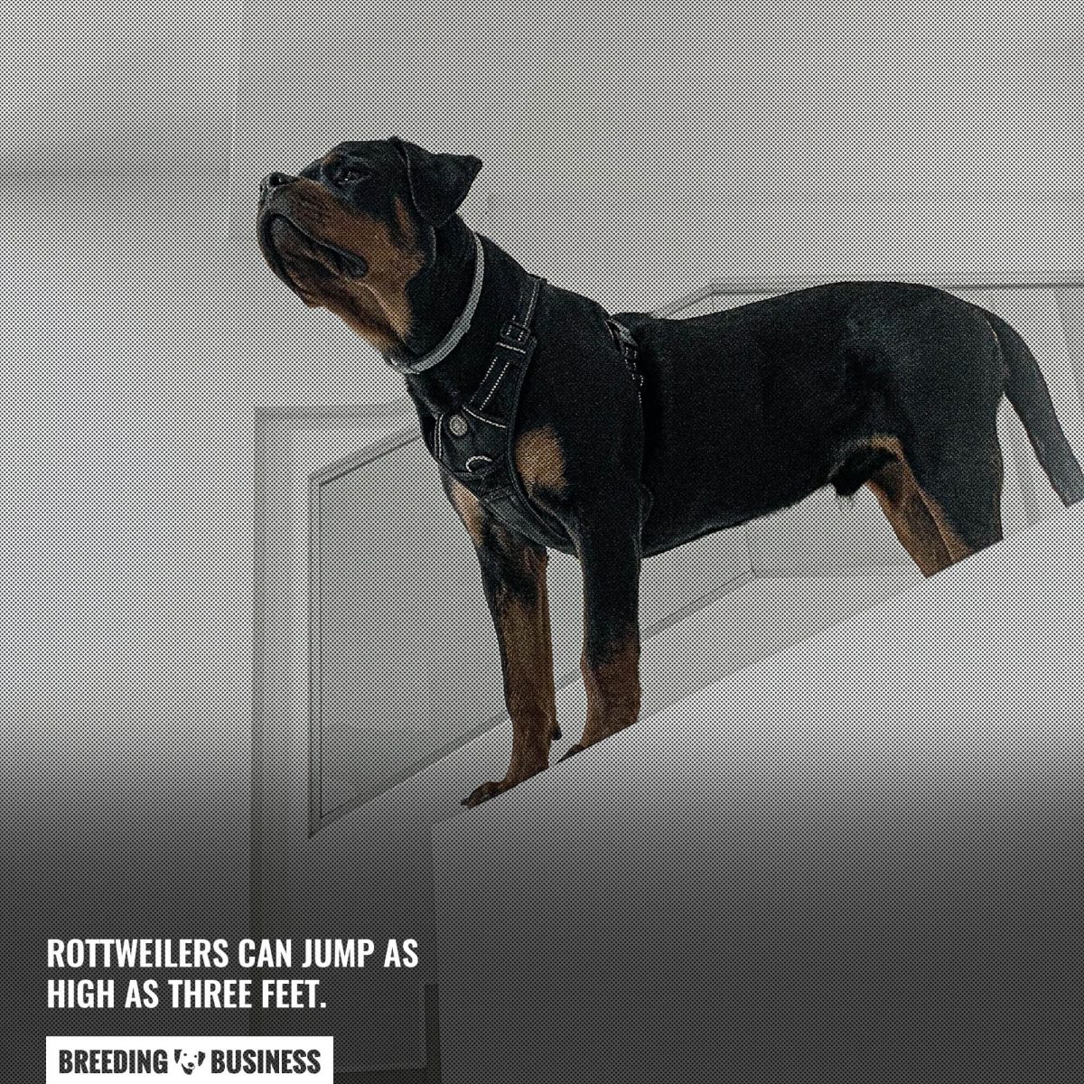 jumping rottweilers