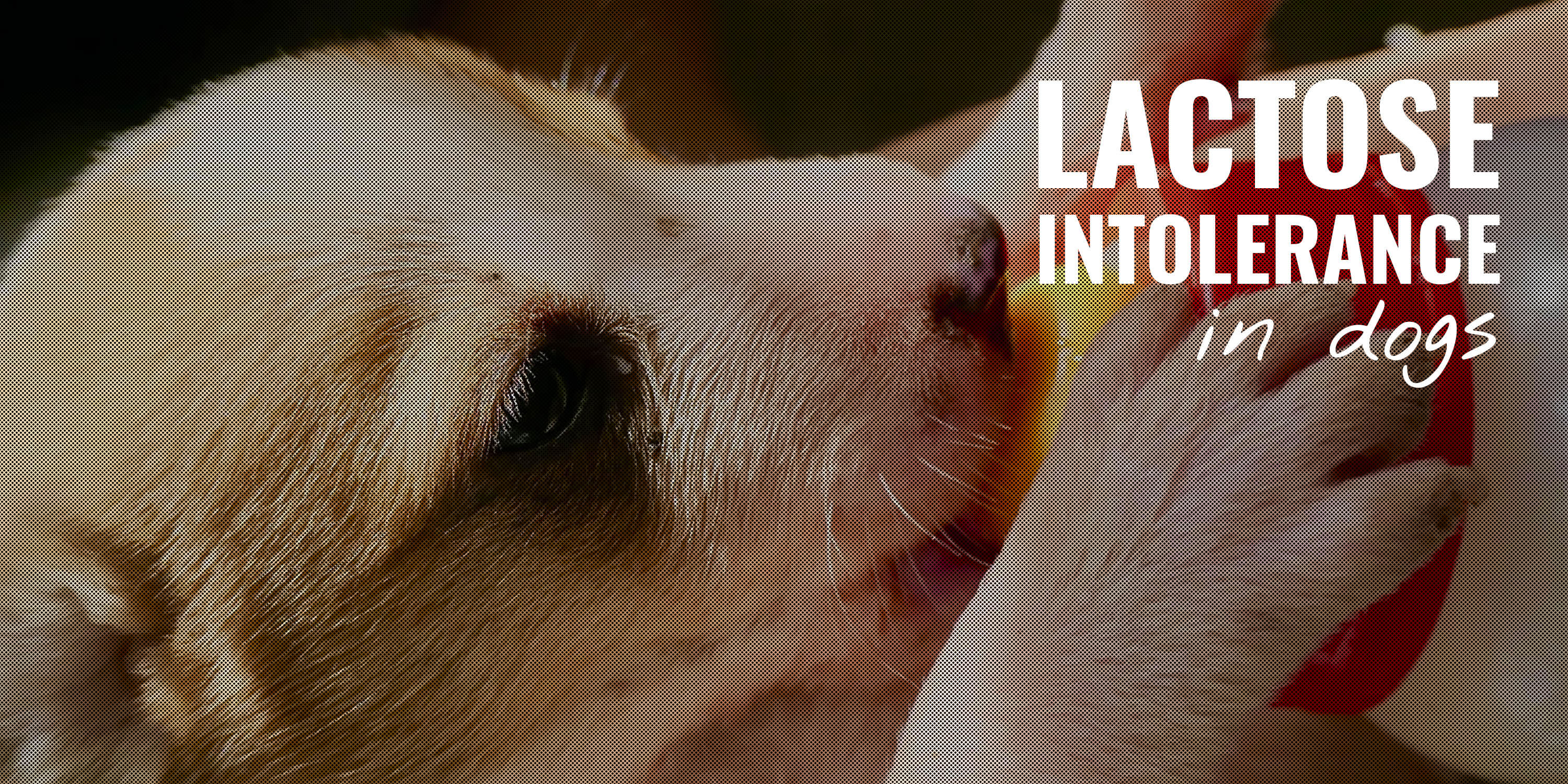 lactose intolerance in dogs