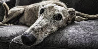 Best Luxury Dog Sofas & Beds Reviewed