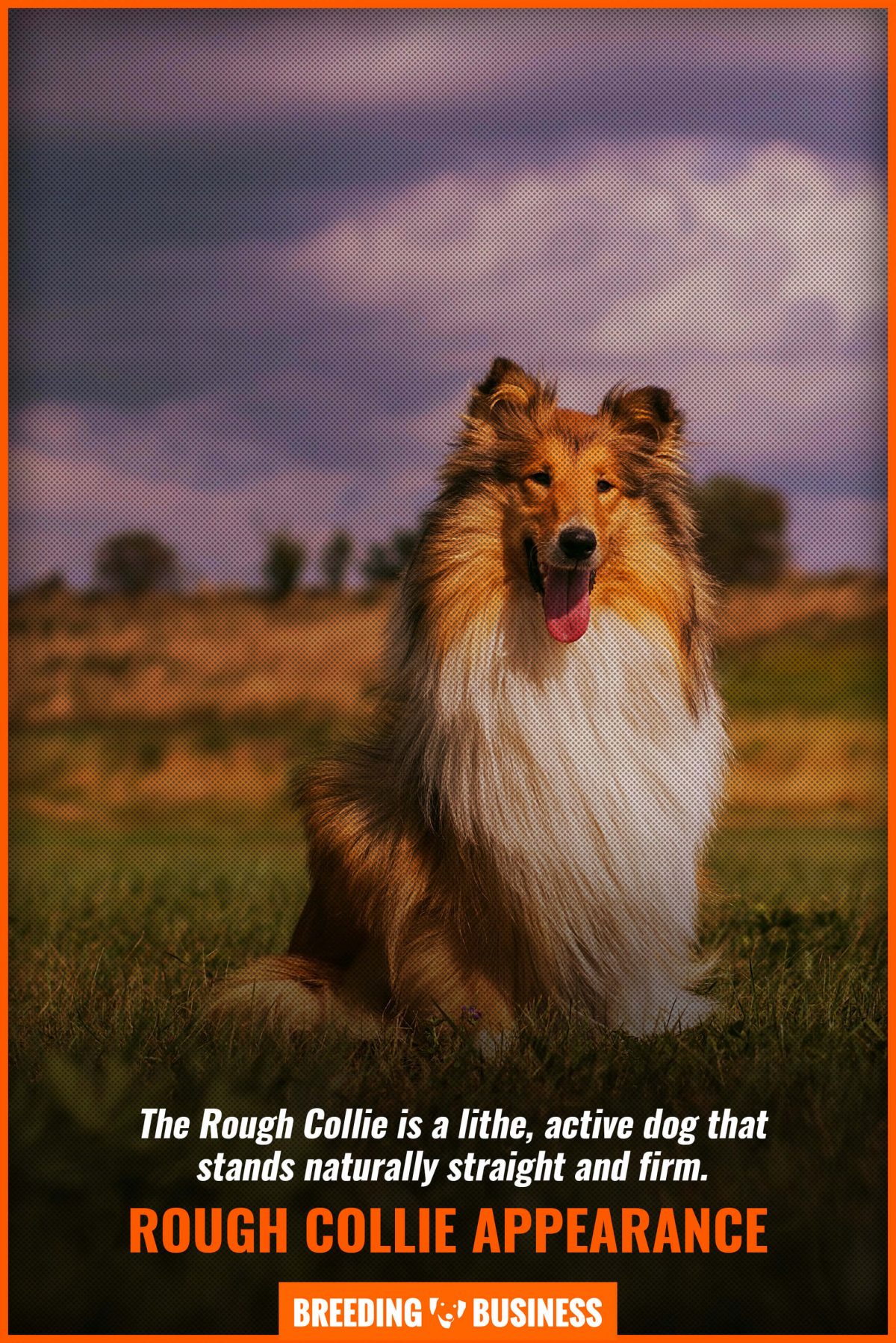 rough collie appearance