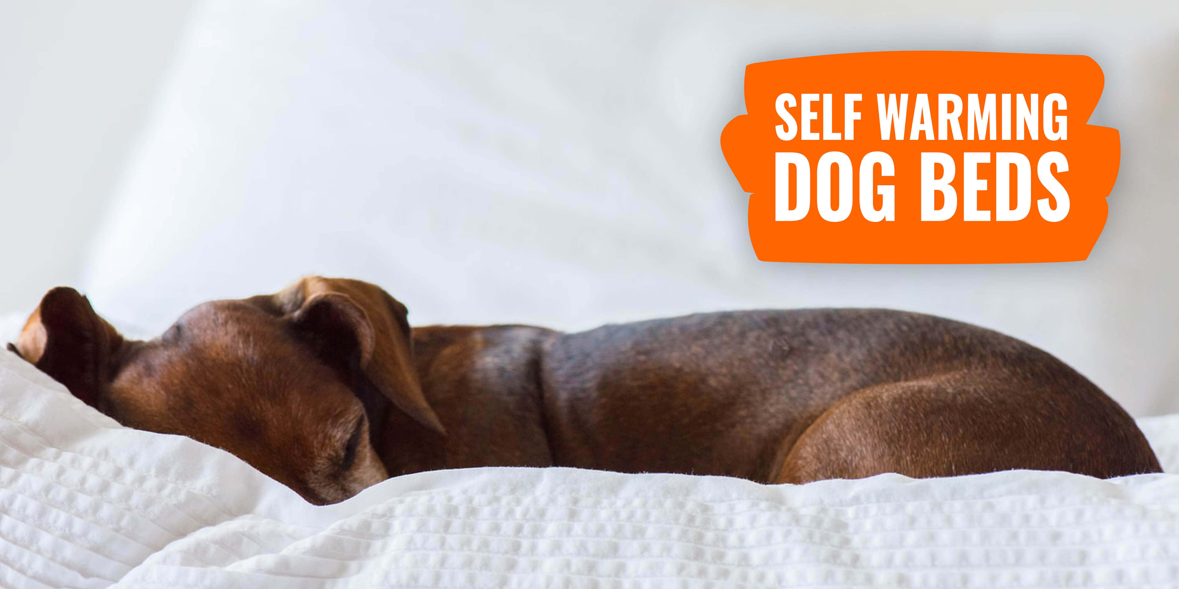 self warming dog beds