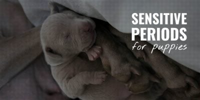 sensitive periods for puppies
