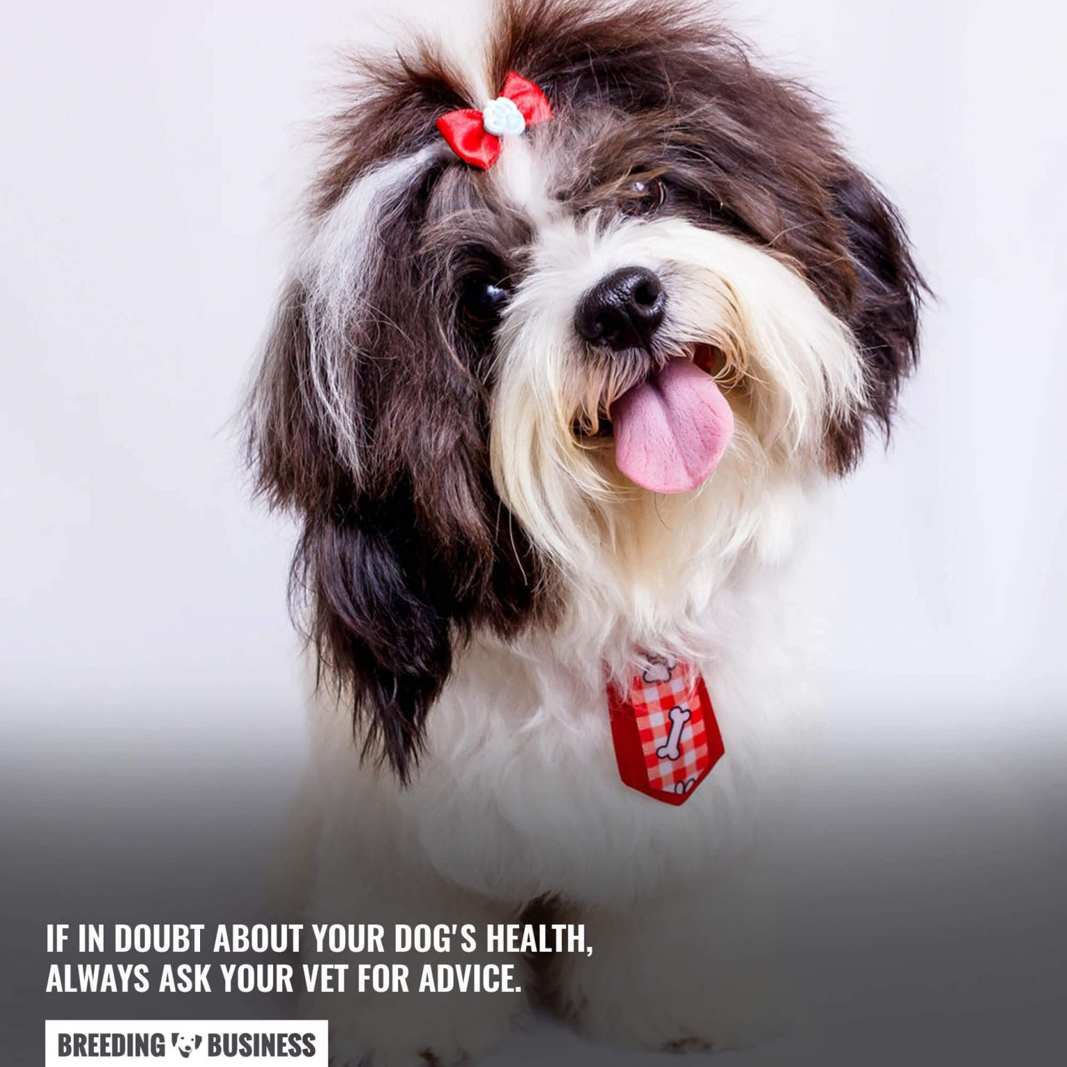 Lactose Intolerance in Dogs - Symptoms, Diagnosis, Foods to Avoid & FAQ - Dog Owners Lactose Intolerance Question