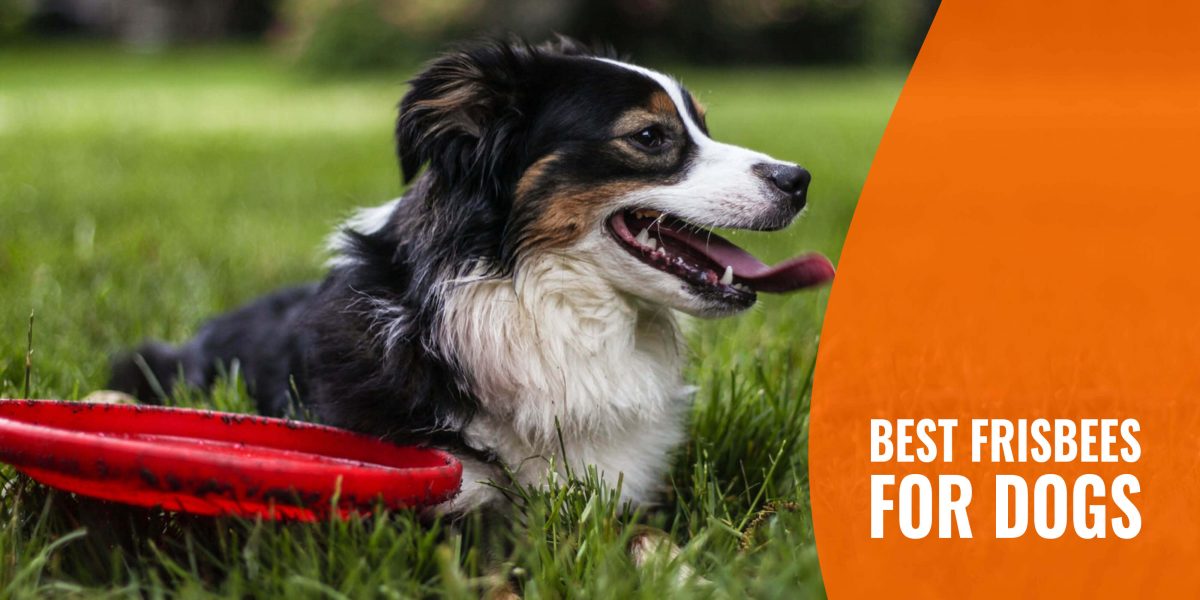 8 Best Frisbees for Dogs – Size, Material, & Best Feature