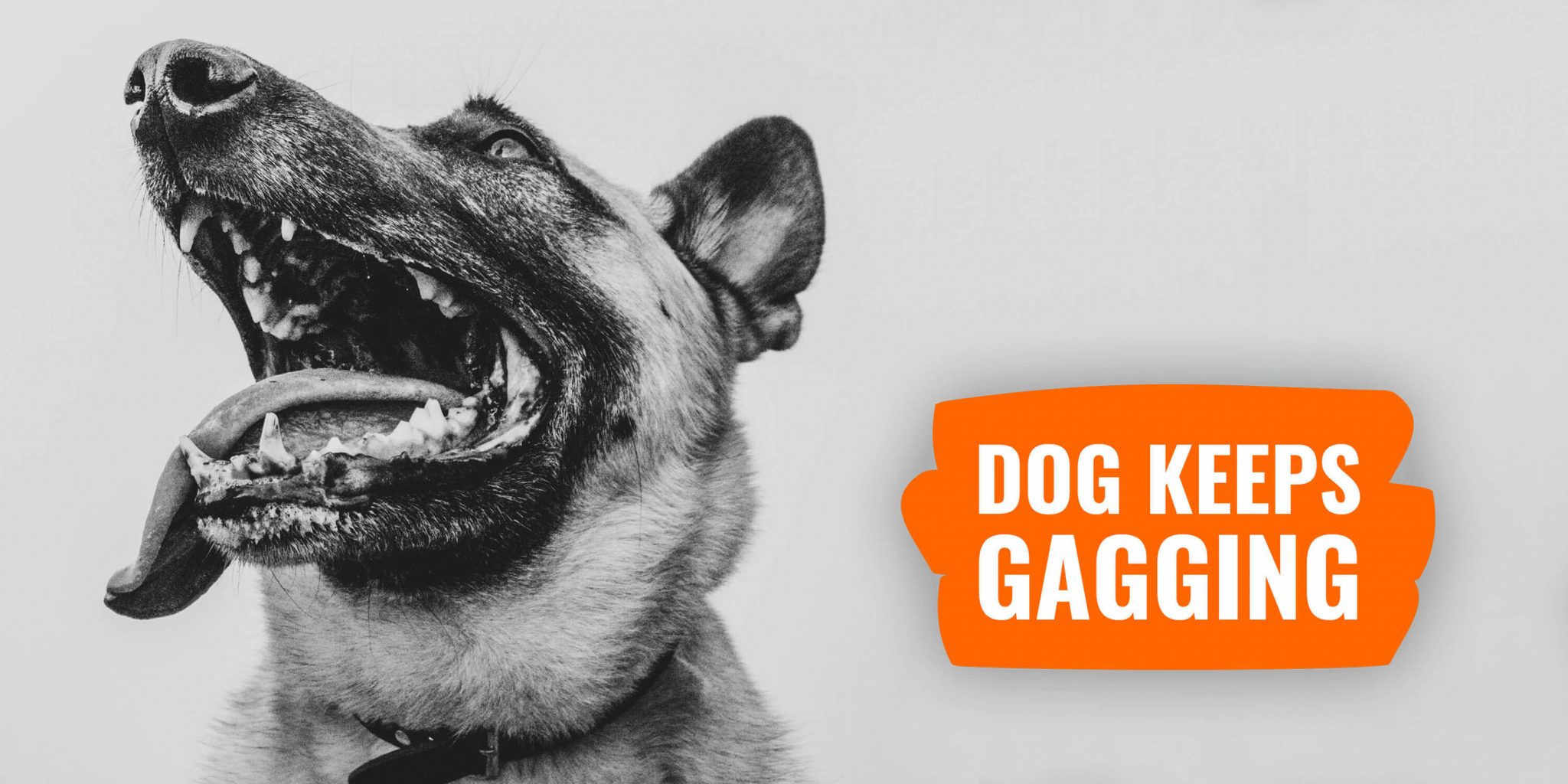 Curated visual reference: 10 Best Dog Food Nutrition Infographics Ever Made Photo Inspiration