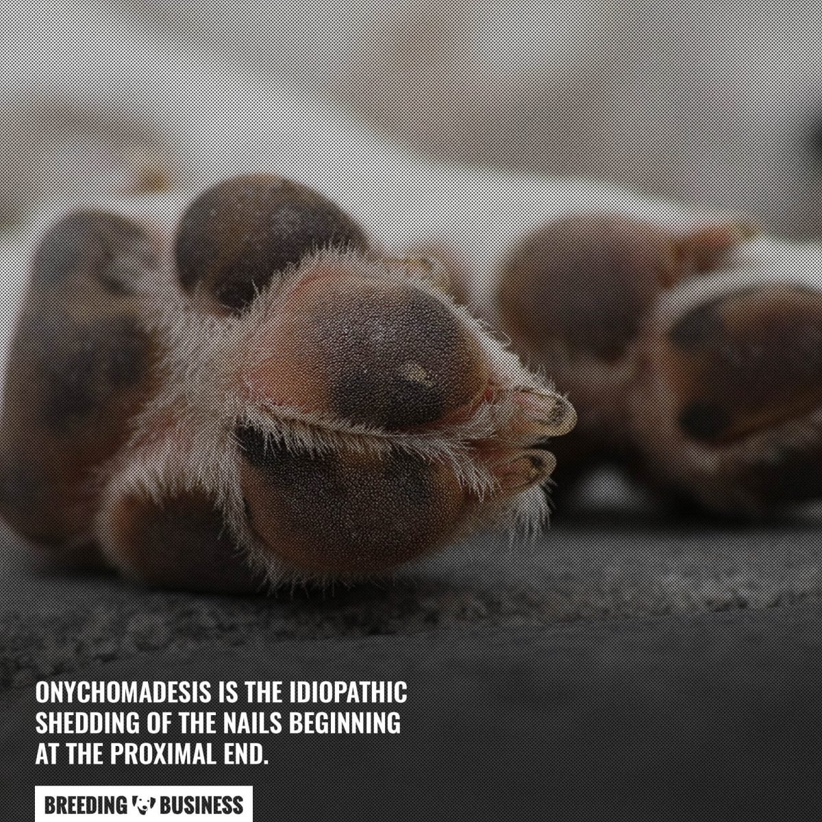 onychomadesis in dogs