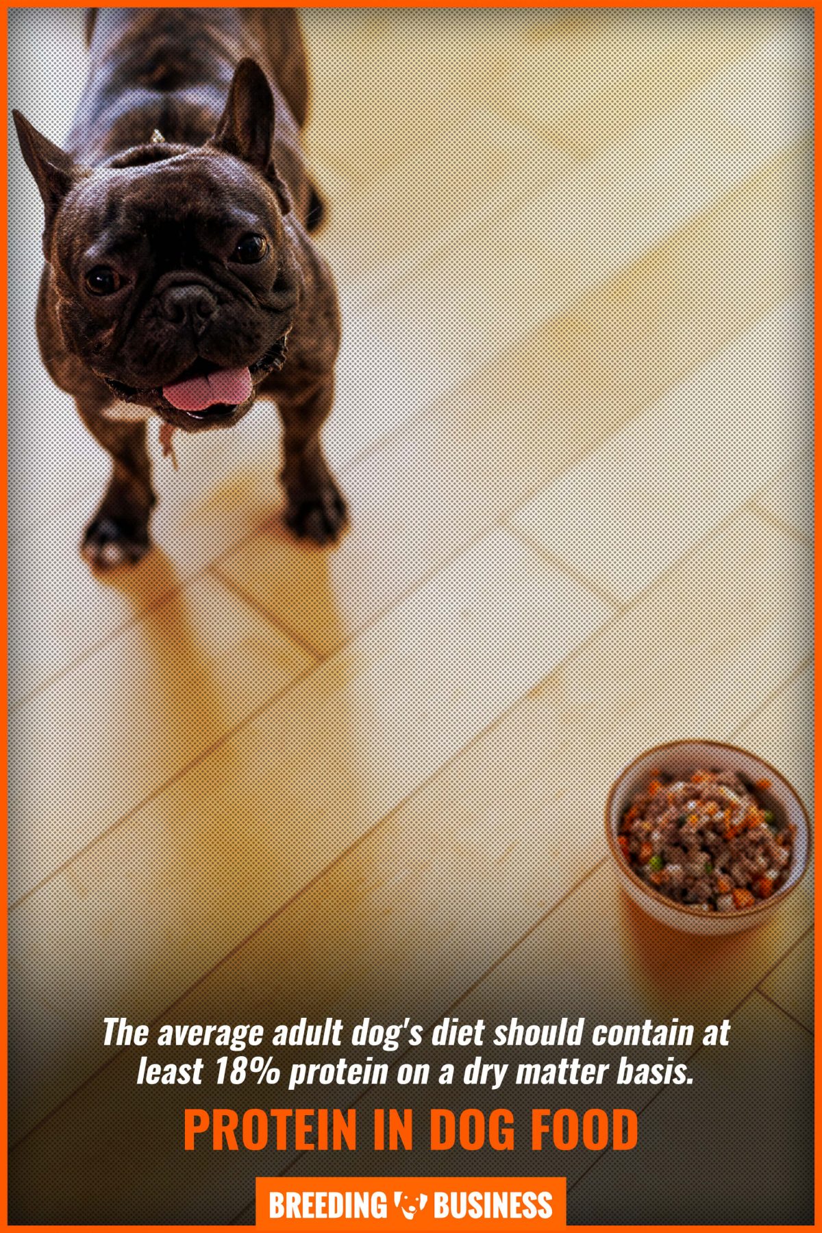 what is a good protein percentage for dog food