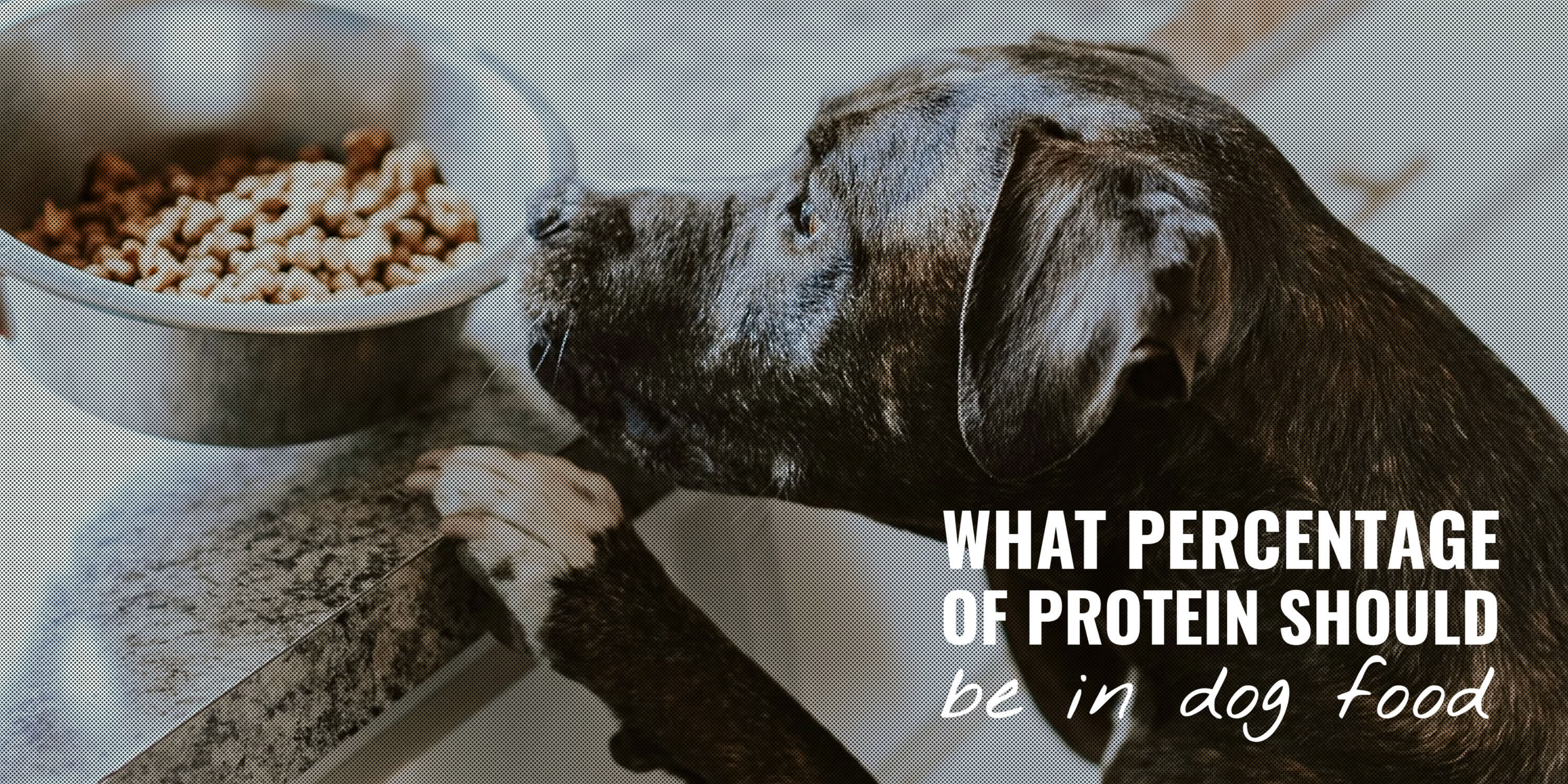 what percentage of protein should be in dog food