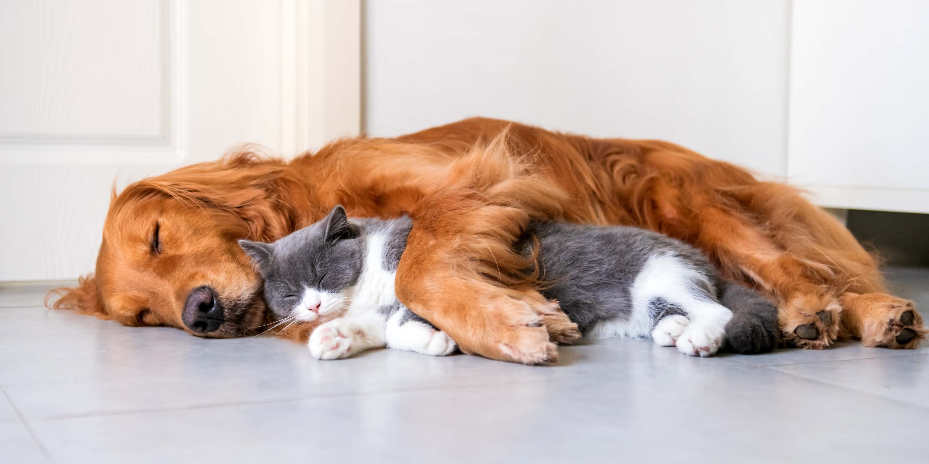 what breed of dog can live with cats