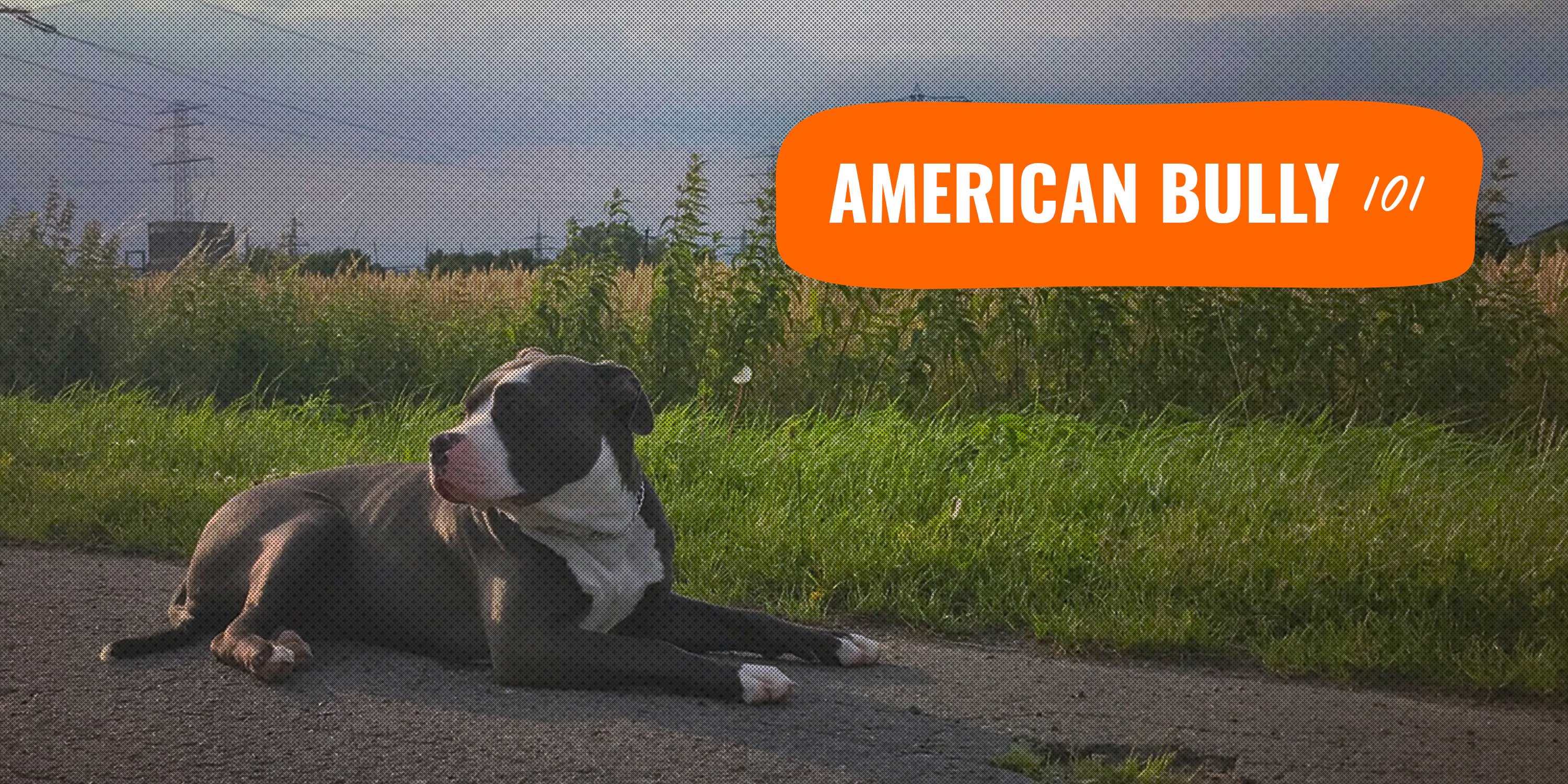 the american bully breed