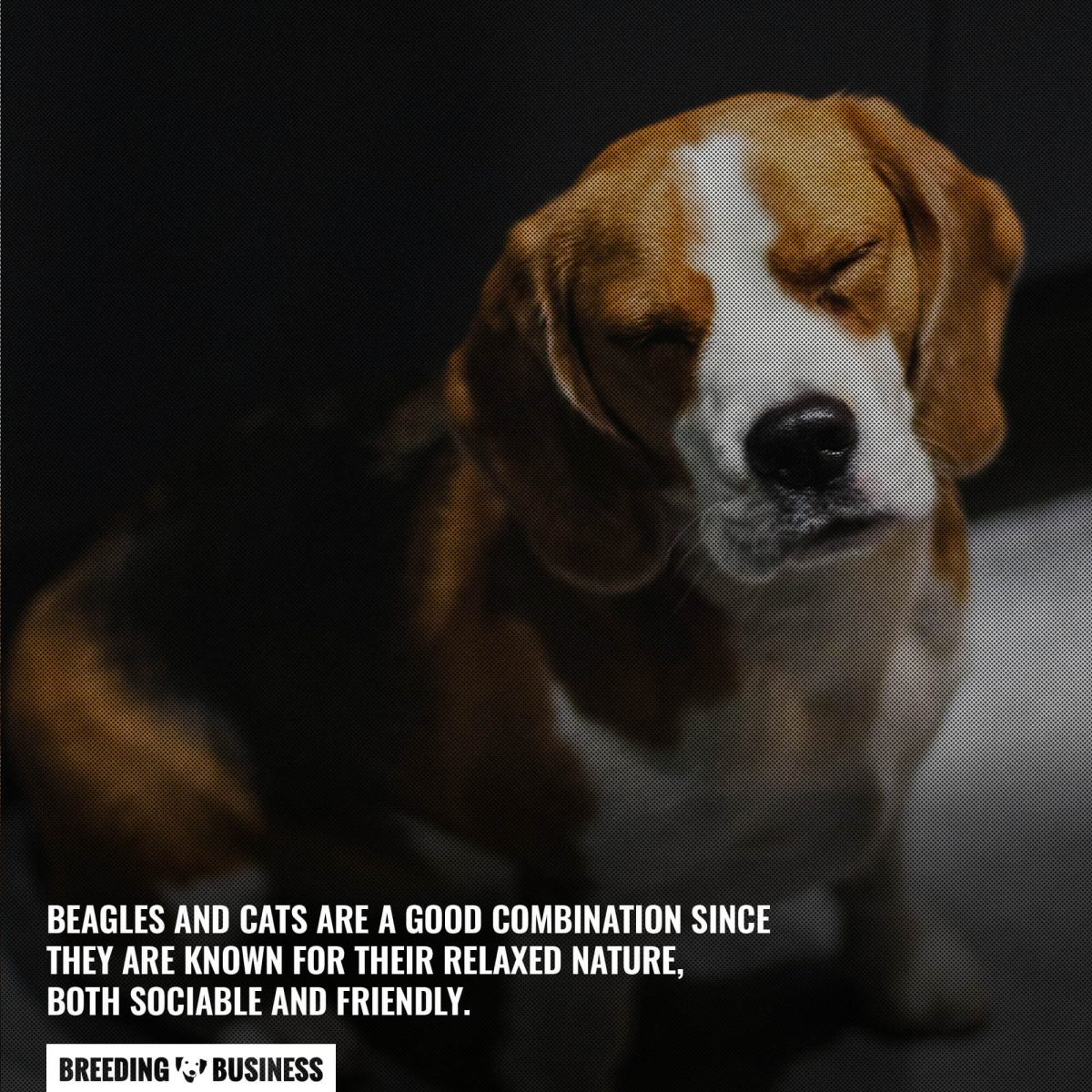 beagles-with-cats