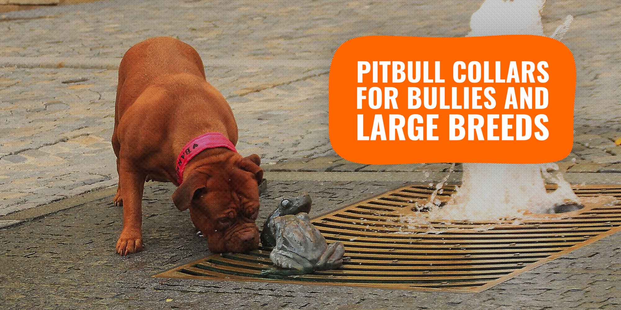 best pitbull collars for bullies mastiffs large breeds